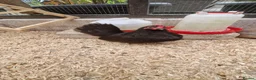 Chickens poultry for sale: 2x tamr serema hens 1 year old £60 - Advert 1