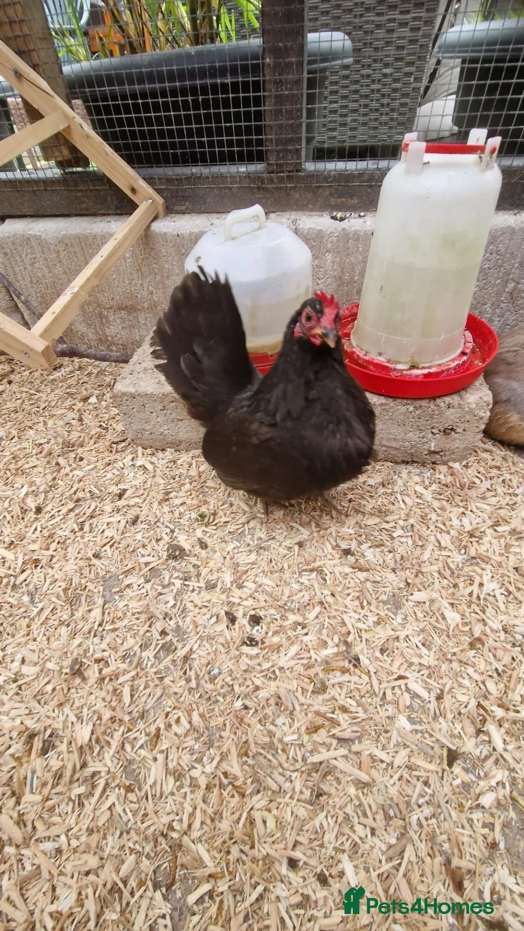 Chickens poultry for sale: 2x tamr serema hens 1 year old £60 - Advert 1