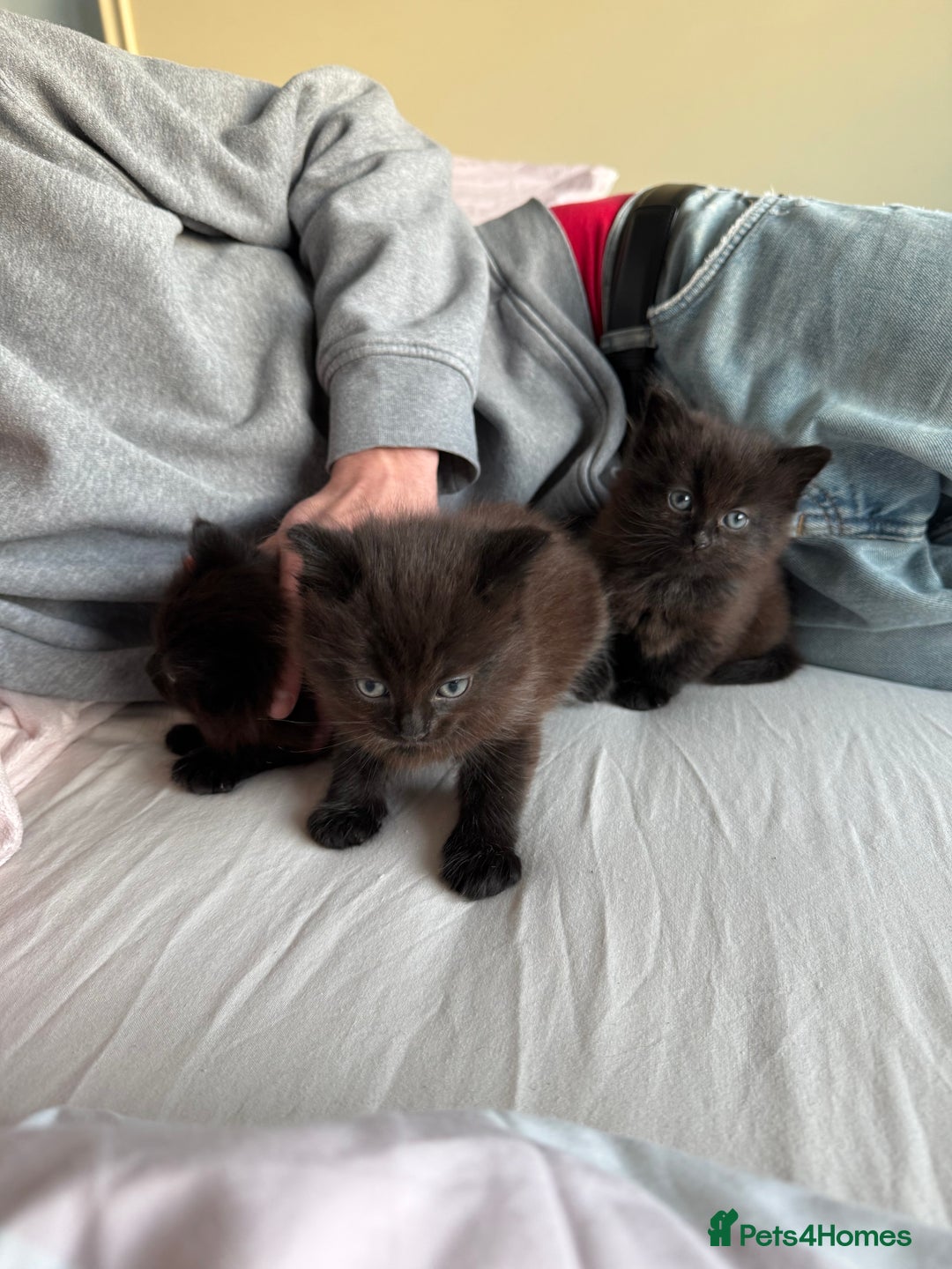 Mixed Breed cats for sale: Brown kittens for sale - Advert 10