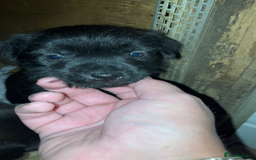 Patterjack dogs for sale: 2 little boys left for sale beautiful puppies - Image 6