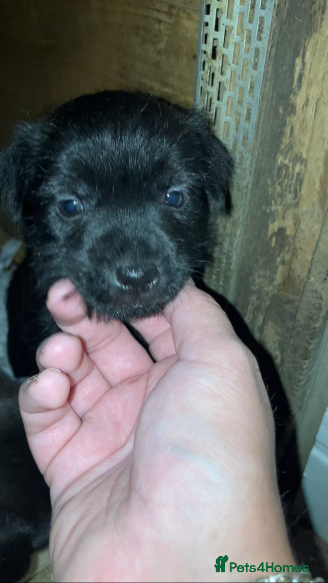 Patterjack dogs for sale: 2 little boys left for sale beautiful puppies - Image 6