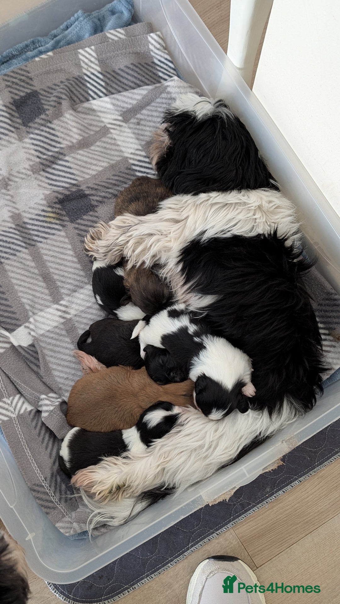 Shih Tzu dogs for sale: KC reg puppies LAST GIRL LEFT  - Advert 18