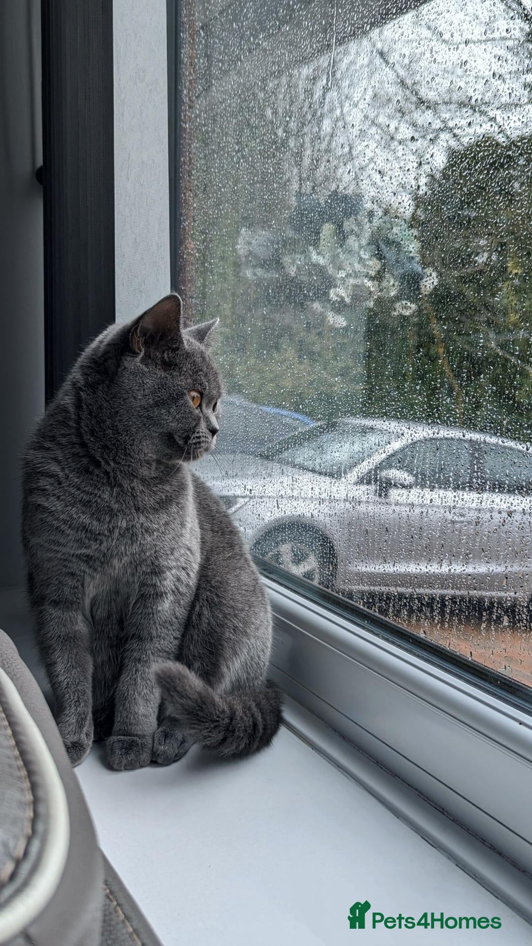 British Shorthair cats Family Cat For Sale - Advert 1