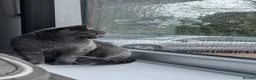 British Shorthair cats for sale: Family Cat For Sale - Advert 1