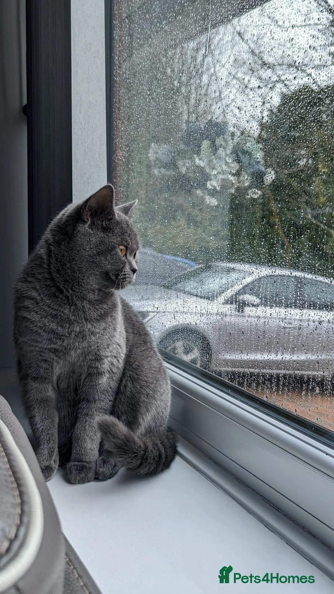British Shorthair cats for sale: Family Cat For Sale - Advert 1