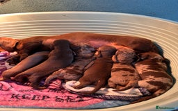 Miniature Dachshund dogs for sale: 4 miniature dachshund  - Image 5