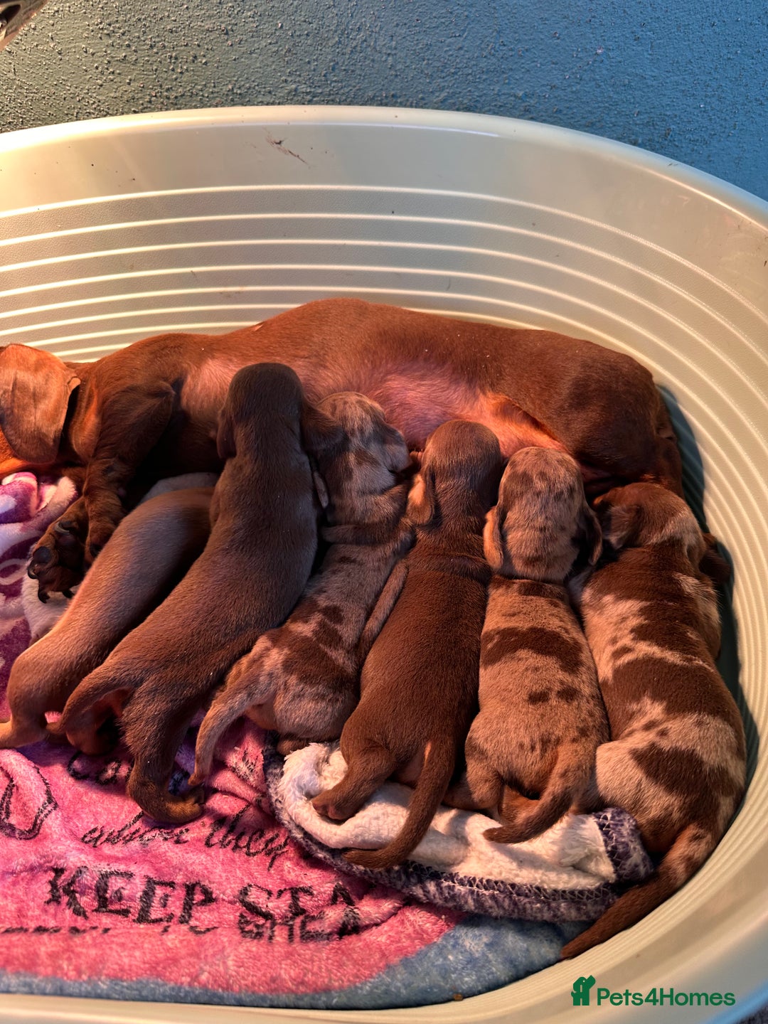 Miniature Dachshund dogs for sale: 4 miniature dachshund  - Image 5