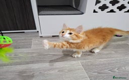 Maine Coon cats for sale: Beautiful Part Maine Coon Female Kitten - Image 3