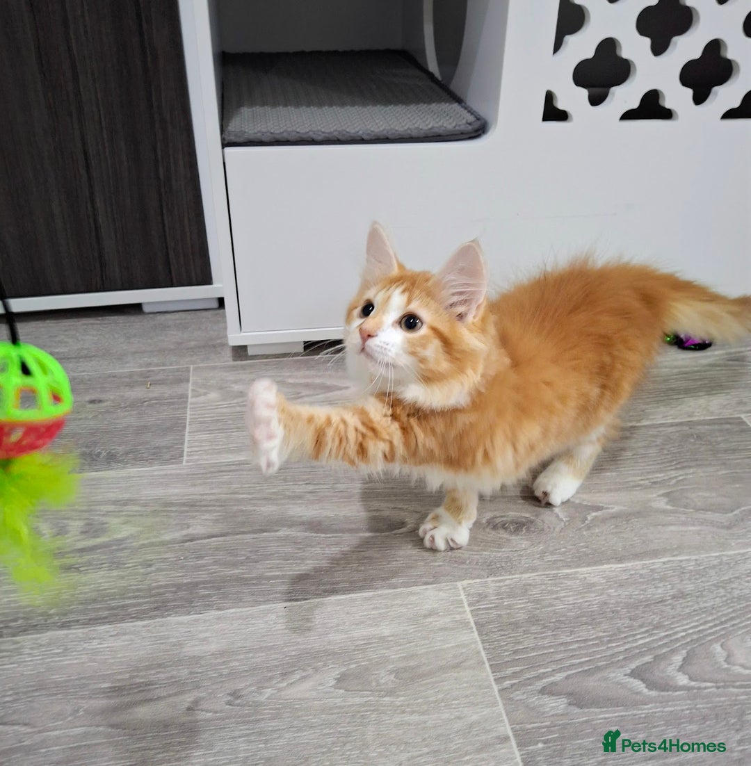 Maine Coon cats for sale: Beautiful Part Maine Coon Female Kitten - Image 3