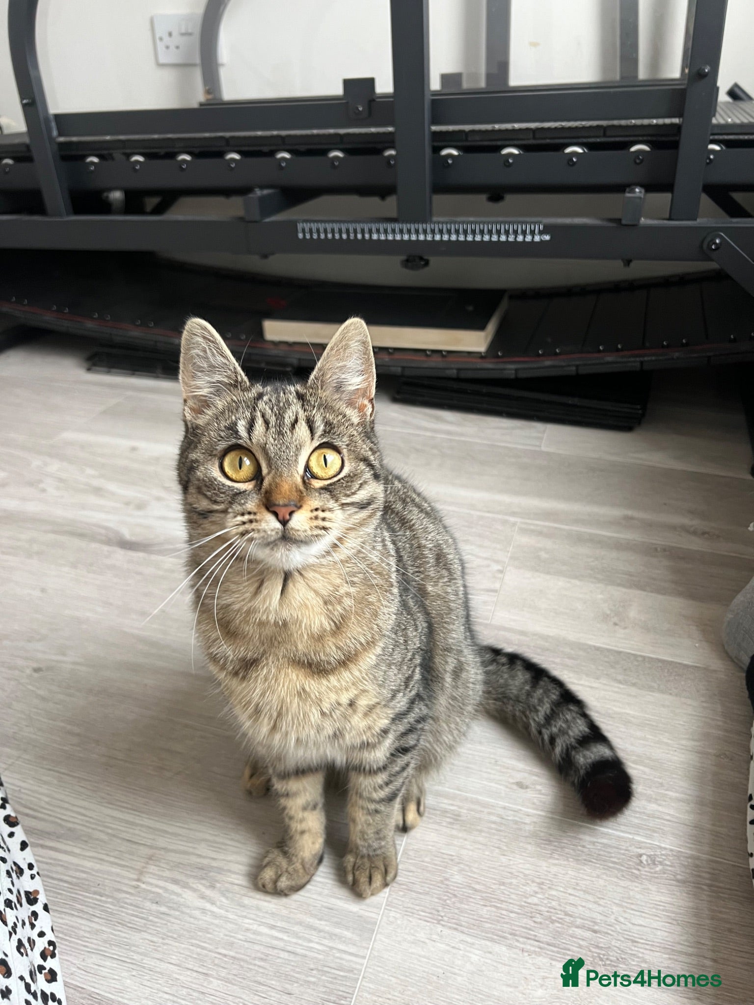 Mixed Breed cats Spayed cat - Advert 1