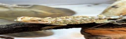 Bearded Dragon reptiles for sale: Baby Bearded dragons £50 each - Advert 21