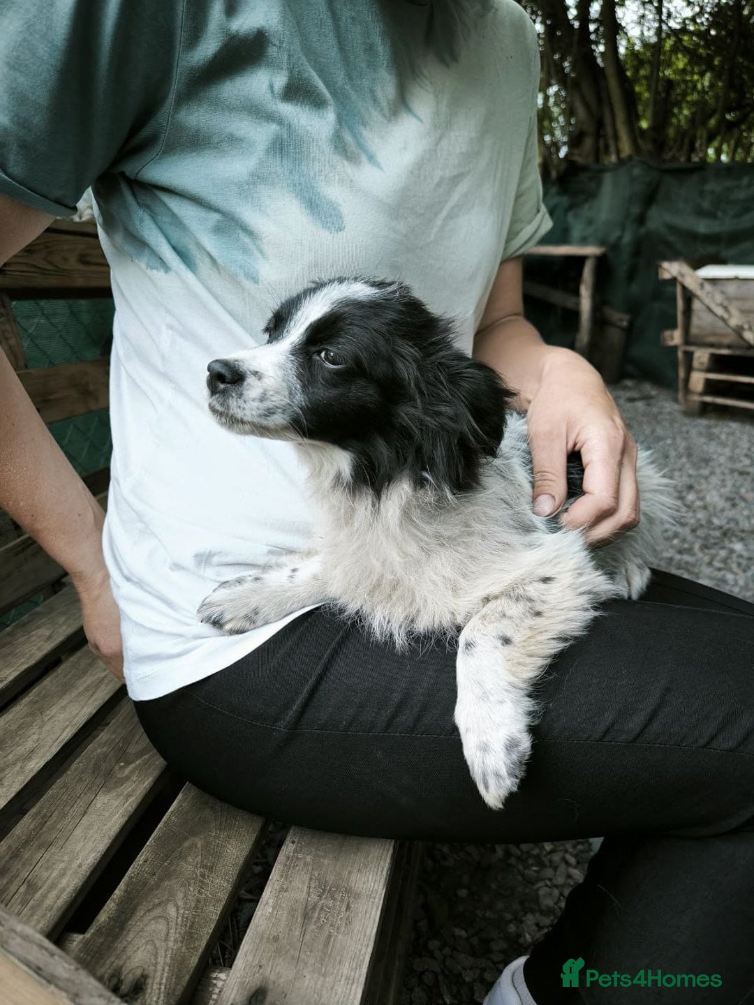 Mixed Breed dogs for adoption: 💖🐶 LOLLY & JOLIE 🐶💖 - Image 22