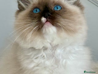 Ragdoll cats Ready 15th Dec. Traditional Pedigree Ragdolls. 🏆 - Advert 2