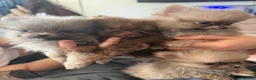 Pomchi dogs for sale: Reduced READY TO LEAVE Tiny 3/4 Pom 1/4 chi  pups  - Advert 10