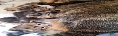 Mixed Breed 1