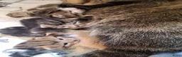 Mixed Breed cats for sale: Beautiful tabby kittens  in Swansea - Advert 6