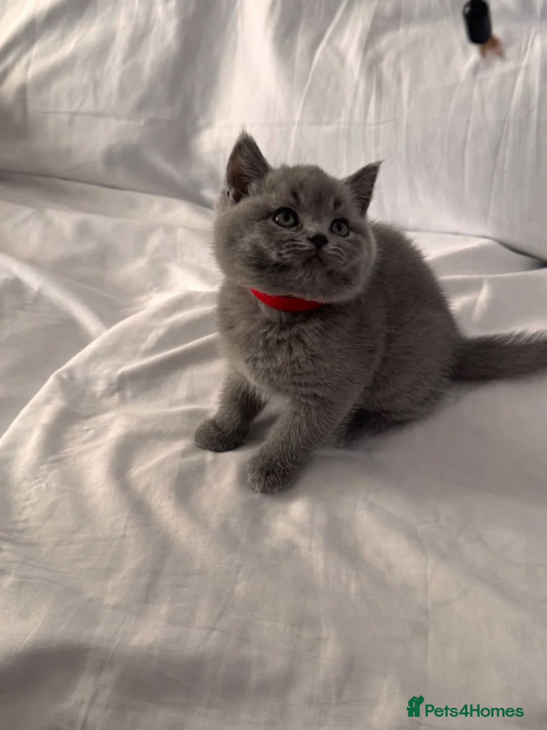 British Shorthair cats for sale: 🐾 Adorable Kittens Looking for Their Homes 🐾 - Advert 2