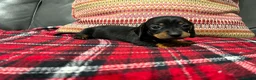 Miniature Dachshund dogs for sale: Miniature dachshund puppies for sale  - Advert 6