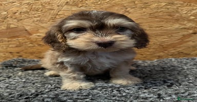 Cockapoo dogs 🩷READY TO LEAVE - Beautiful F1 Cockapoo pups  - Advert 14