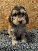 Cockapoo dogs 🩷READY TO LEAVE - Beautiful F1 Cockapoo pups - Advert 14