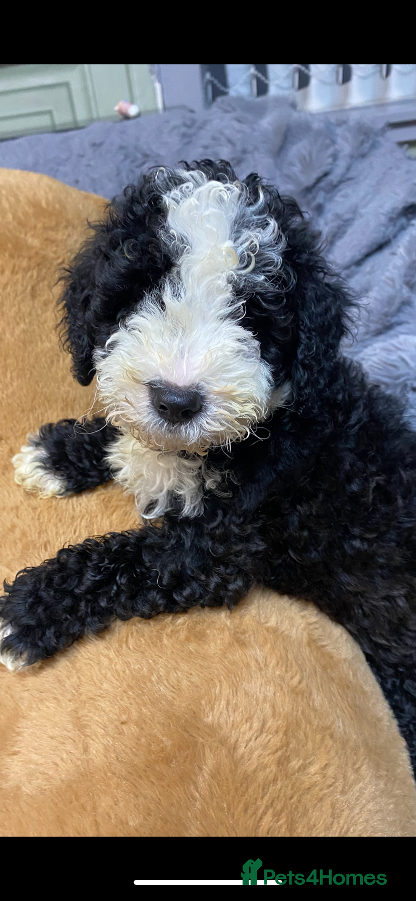 Toy Poodle dogs Beautiful Toy Poodle Pups READY TO LEAVE NOW - Advert 4