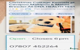 Mixed Breed dogs for sale: BEAUTIFUL HEALTH TESTED MALSHIPOO PUPPIES - Image 8