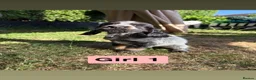 Cocker Spaniel dogs for sale: Show cocker spaniels  - Advert 3