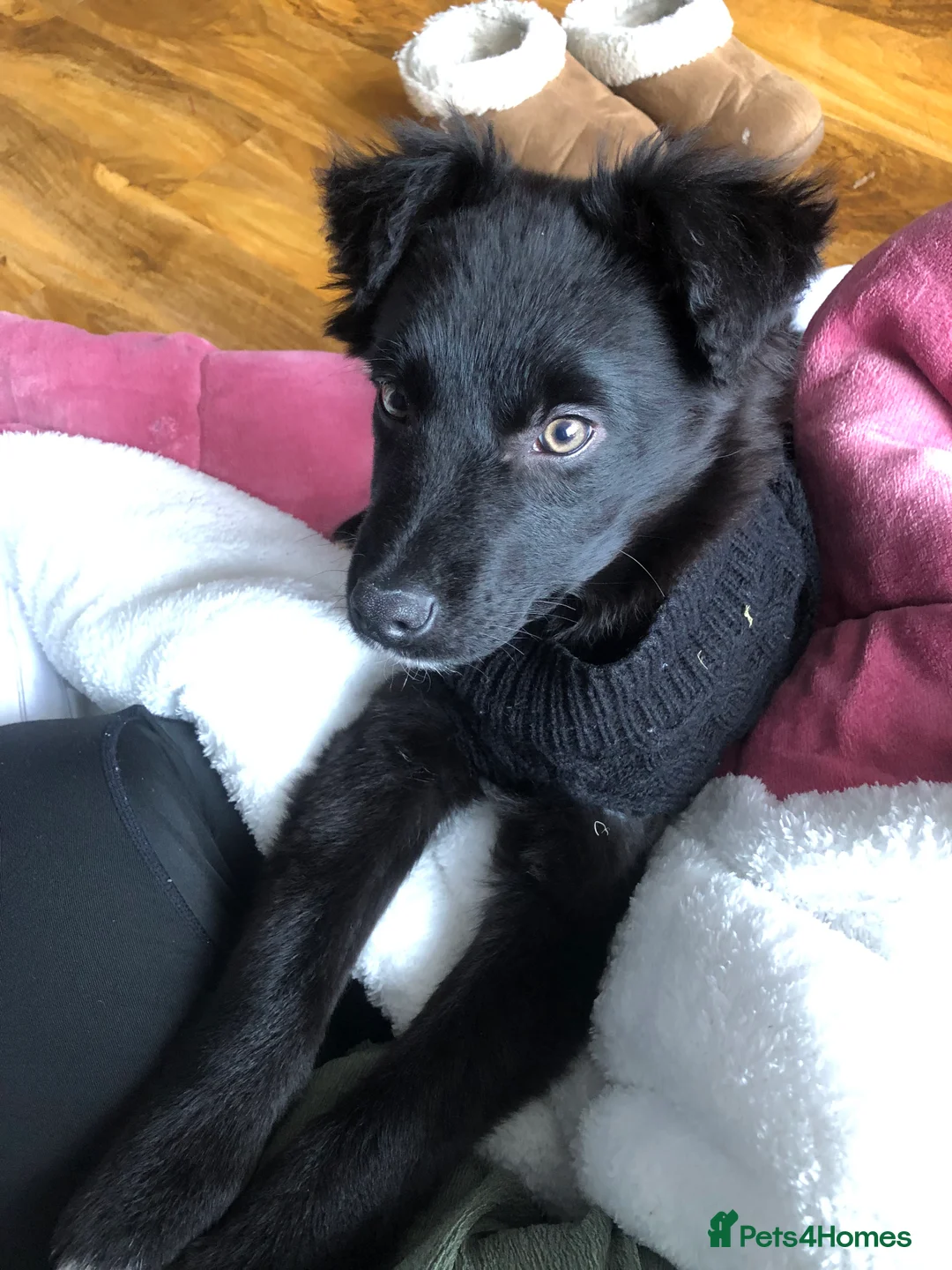 Mixed Breed dogs for sale: Kelpie x Collie in Ballymena - Advert 1