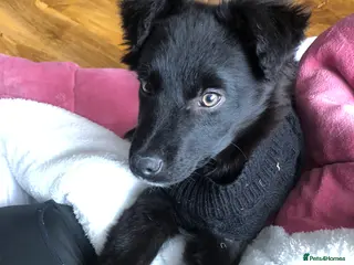 Mixed Breed dogs Kelpie x Collie in Ballymena - Advert 1