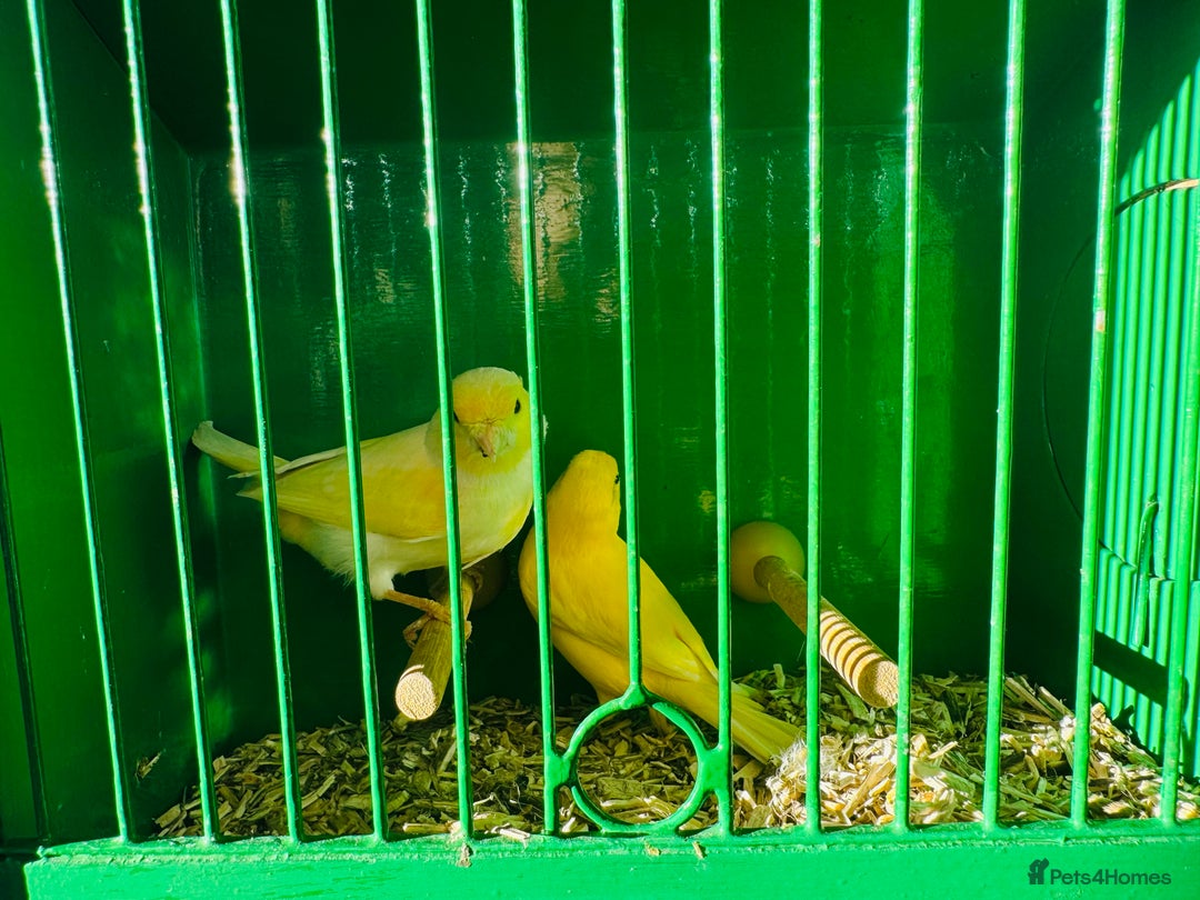 Canaries birds for sale: Pairs of mosaic canaries  - Advert 9