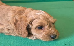 Cockapoo dogs for sale: Cockapoo - Image 1