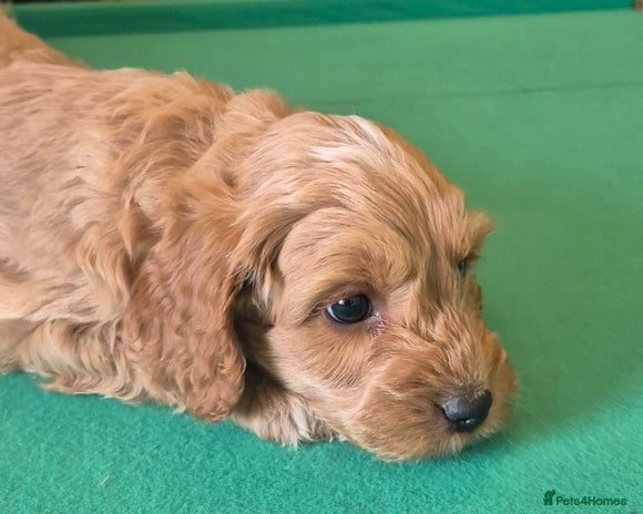 Cockapoo dogs - Advert 4