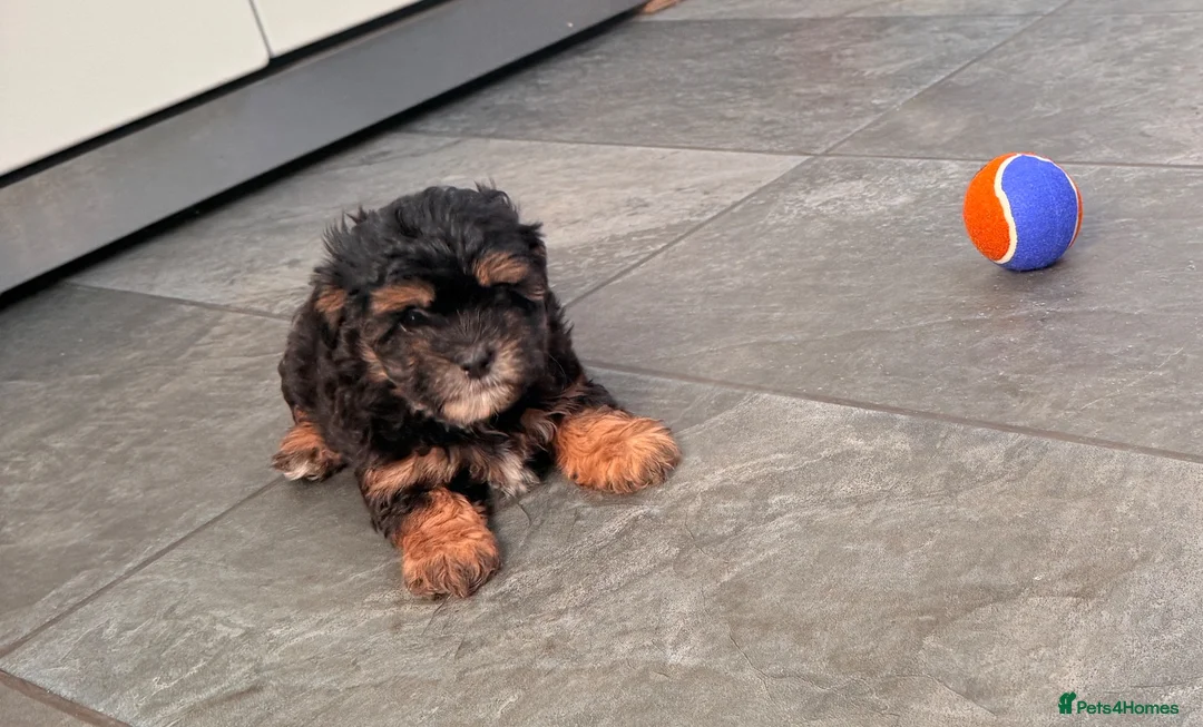 Shihpoo dogs for sale: 7 beautiful Shih Poo puppies  - Advert 1
