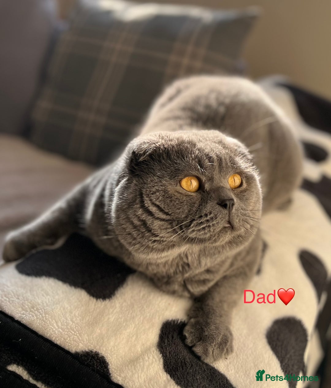 Scottish Fold cats for sale: 🐾2 boys left Scottish Fold🐾 - Image 11