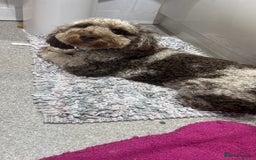 Miniature Poodle dogs for stud: Gorgeous Chocolate Merle miniature poodle for Stud - Image 2