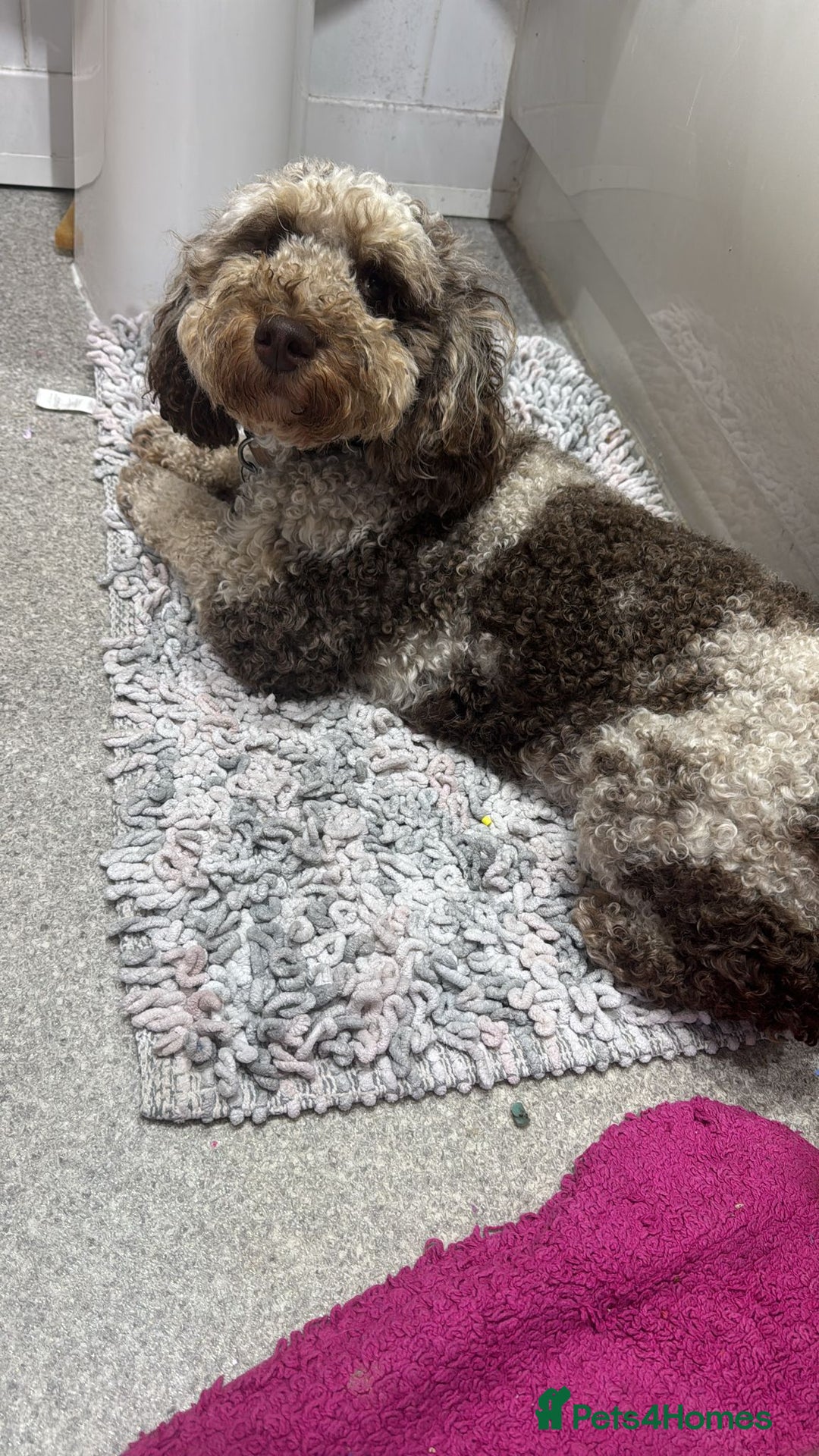 Miniature Poodle dogs for stud: Gorgeous Chocolate Merle miniature poodle for Stud - Image 2