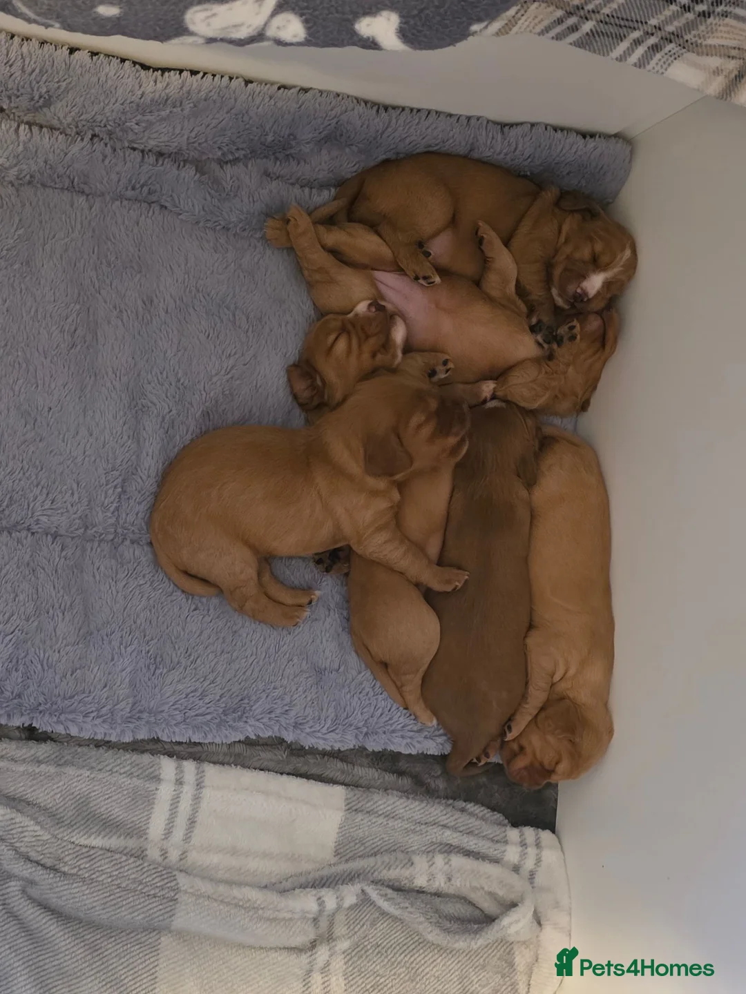 Mixed Breed dogs for sale: Cockalier puppies for sale DEPOSIT SECURES - Advert 2