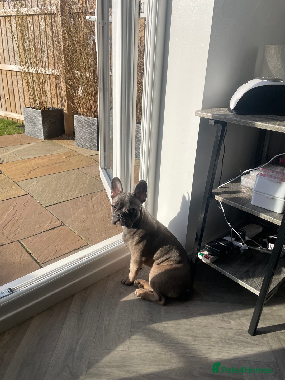 French Bulldog dogs for sale: 11 month old boy  in Middlesbrough - Image 3