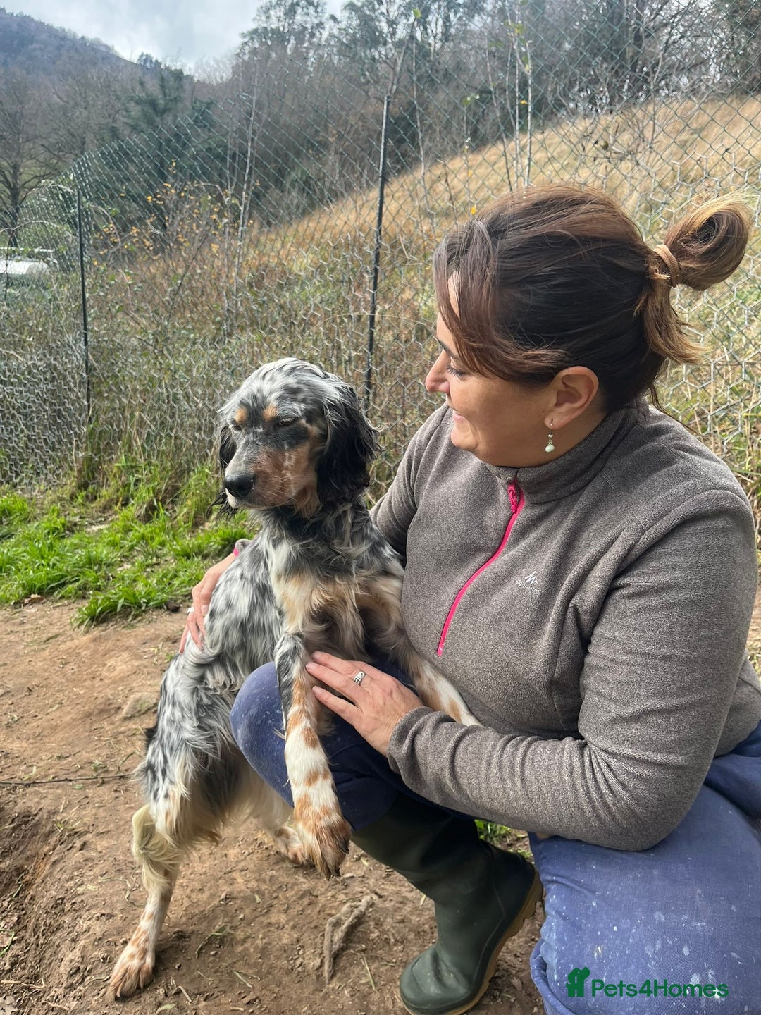 English Setter dogs for adoption: Lucera  - Advert 2