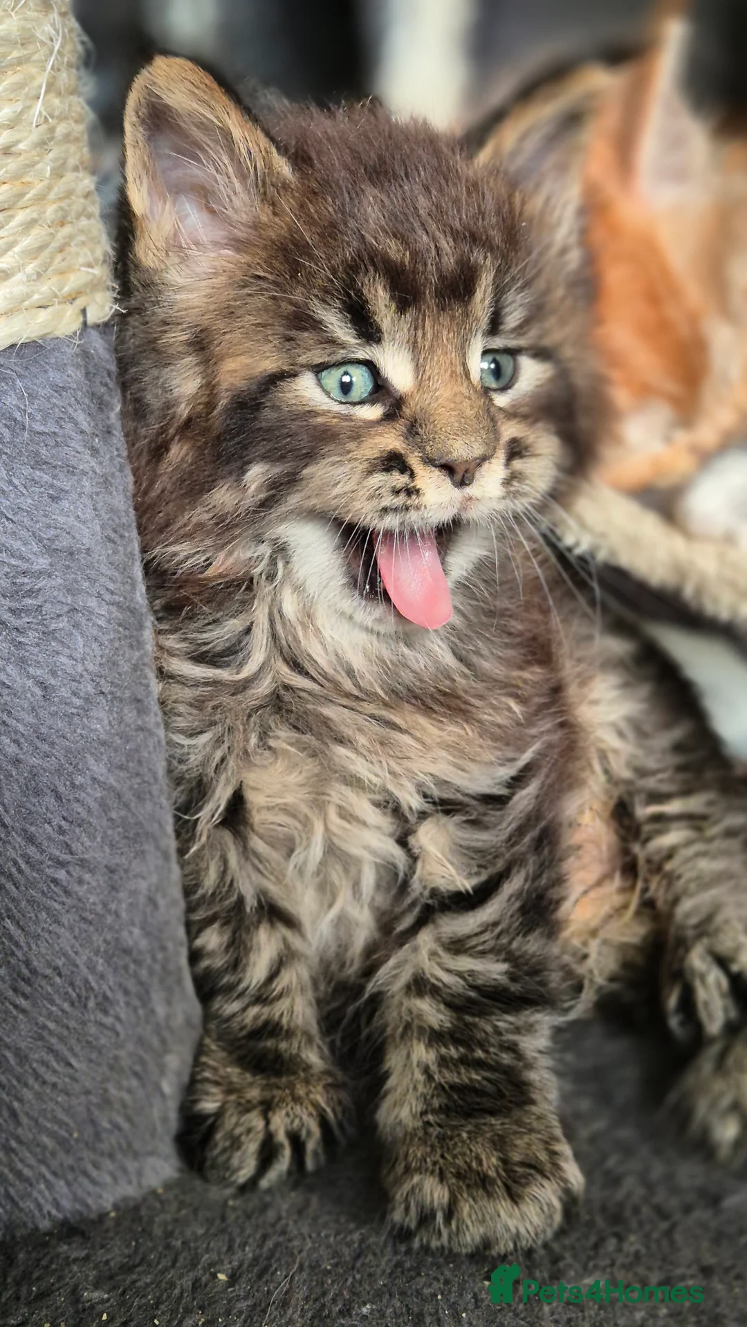 Maine Coon cats for sale: Maine Coon Kittens | TICA Parents | Health Tested - Advert 16