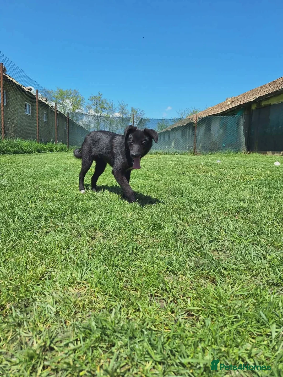 Mixed Breed dogs for adoption: Purple for adoption - Advert 10