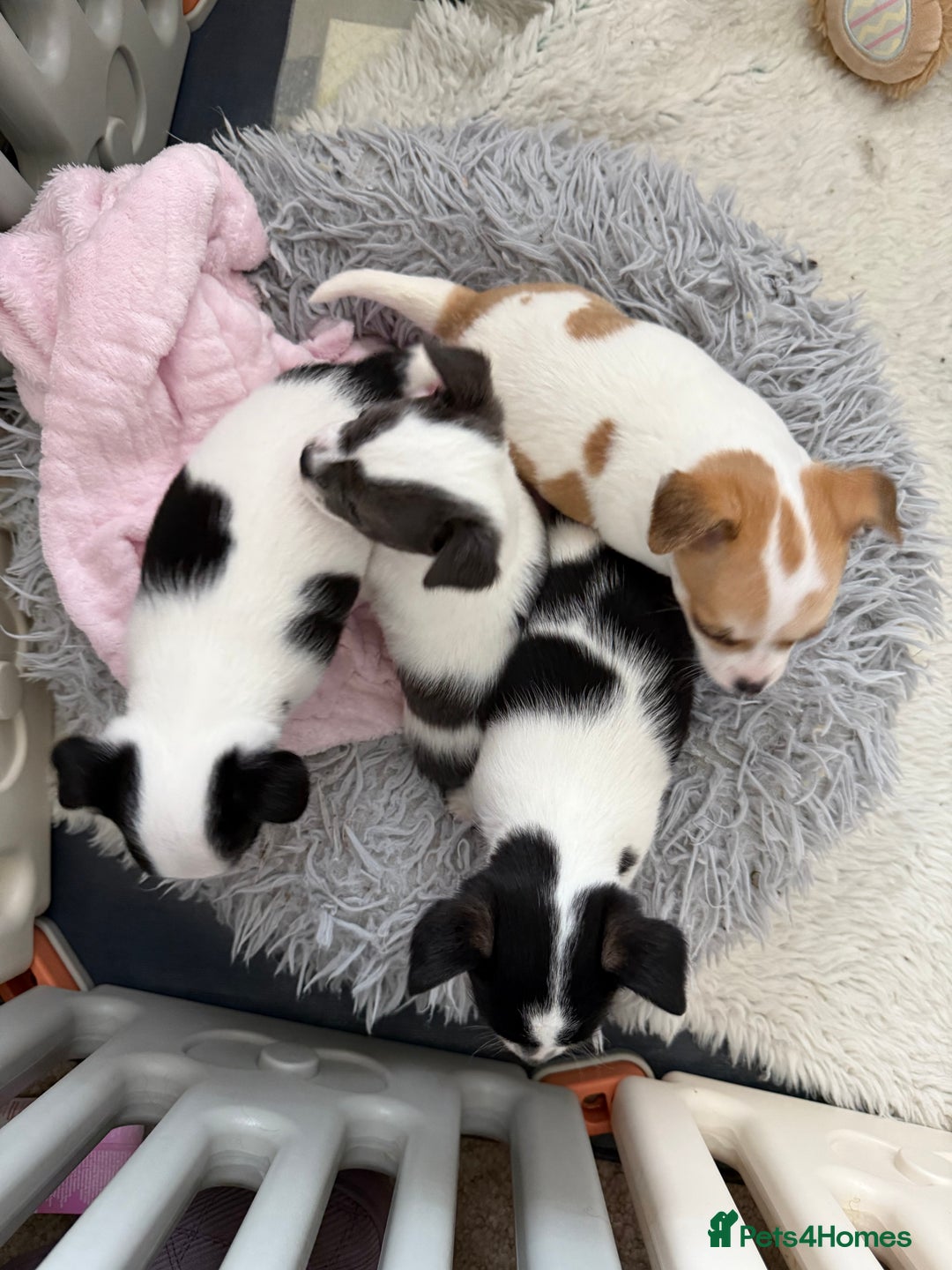 Chihuahua dogs for sale: Gorgeous Cuddly Chihuahua puppies - Image 2