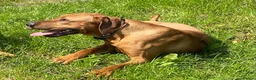 Rhodesian Ridgeback dogs for sale: Pedigree Rhodesian Ridgeback pups – Expected Soon - Advert 3