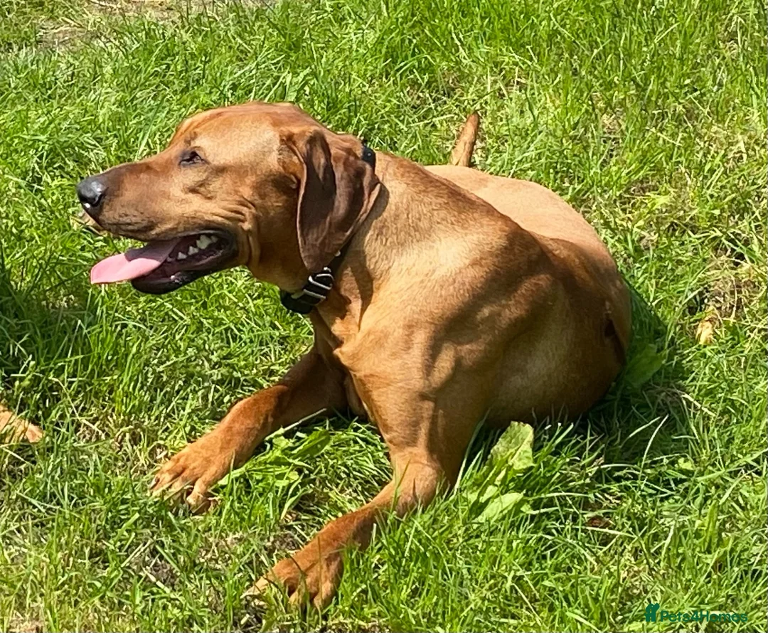 Rhodesian Ridgeback dogs for sale: Pedigree Rhodesian Ridgeback pups – Expected Soon - Advert 3