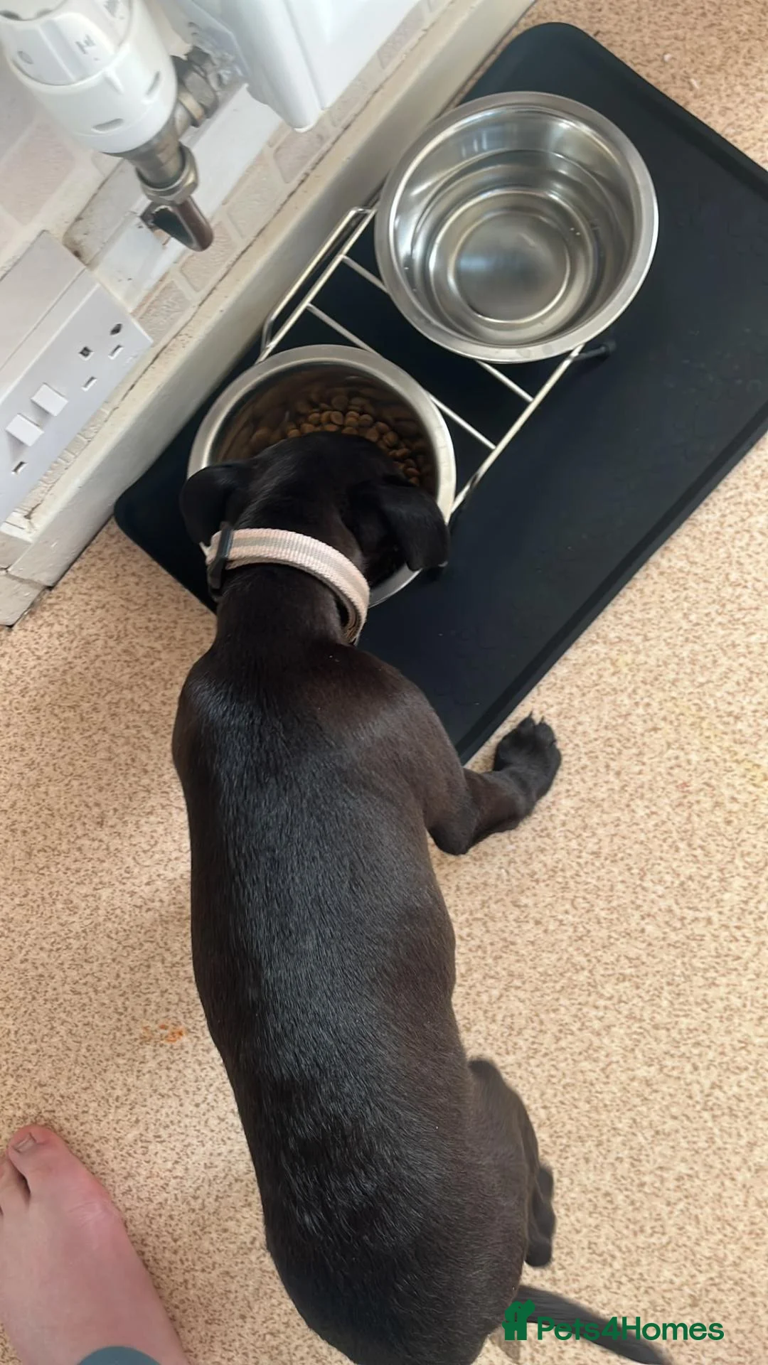 Patterdale Terrier dogs for sale: Patrerdale  in Inverurie - Advert 4