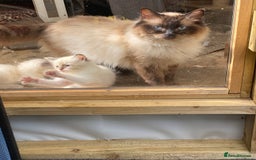 Ragdoll cats for sale: Ragdoll, beautiful little girl  - Image 5
