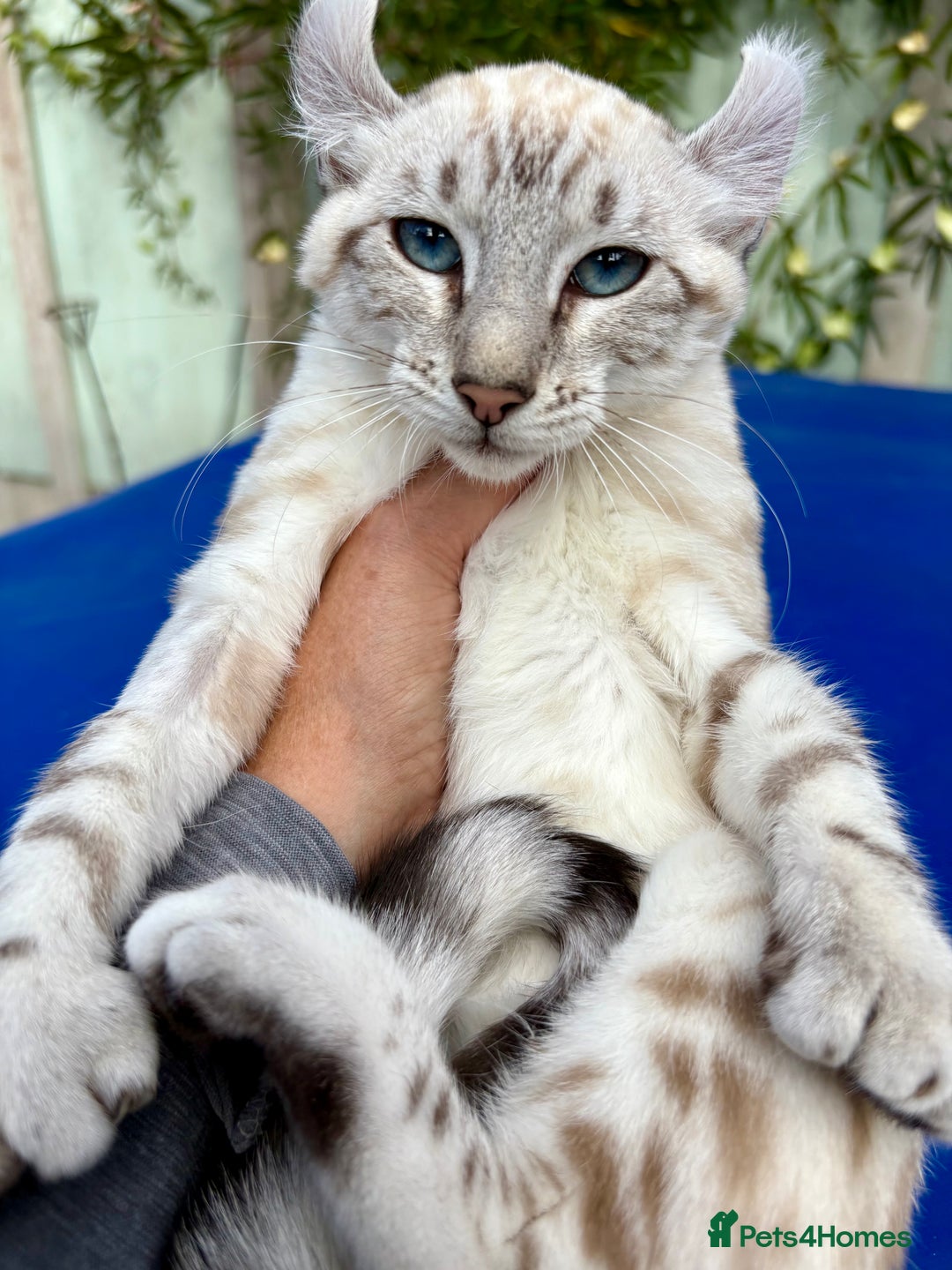 Keetso cats for sale: Breath taking polydactyl curled eared girl  - Image 11