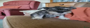 Miniature Schnauzer 4