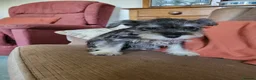 Miniature Schnauzer dogs for sale: Lovely miniature schnauzer's - Advert 4