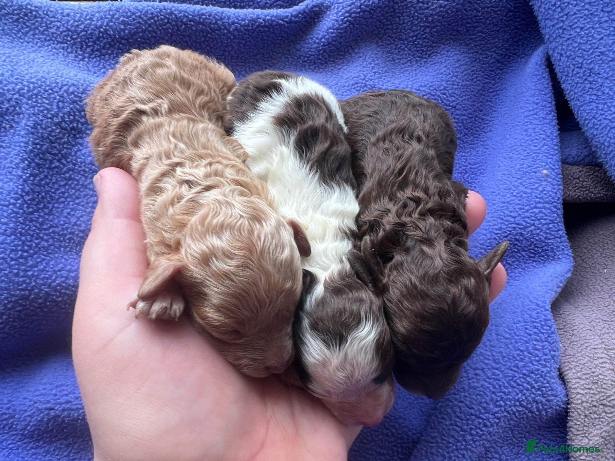 Toy Poodle dogs KC brown Parti, apricot, brown Toy Poodles - Advert 6